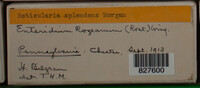Image Associated With the Occurence